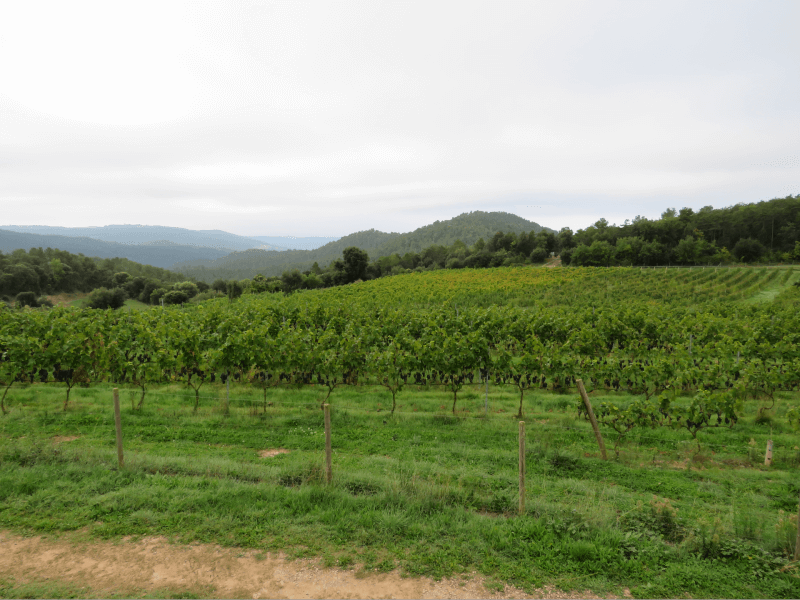 Viñedo de Sant Miquel