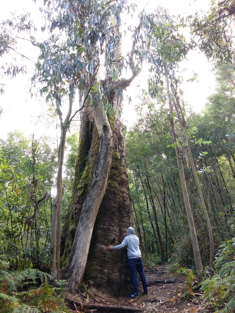 árbol centenario Aldán