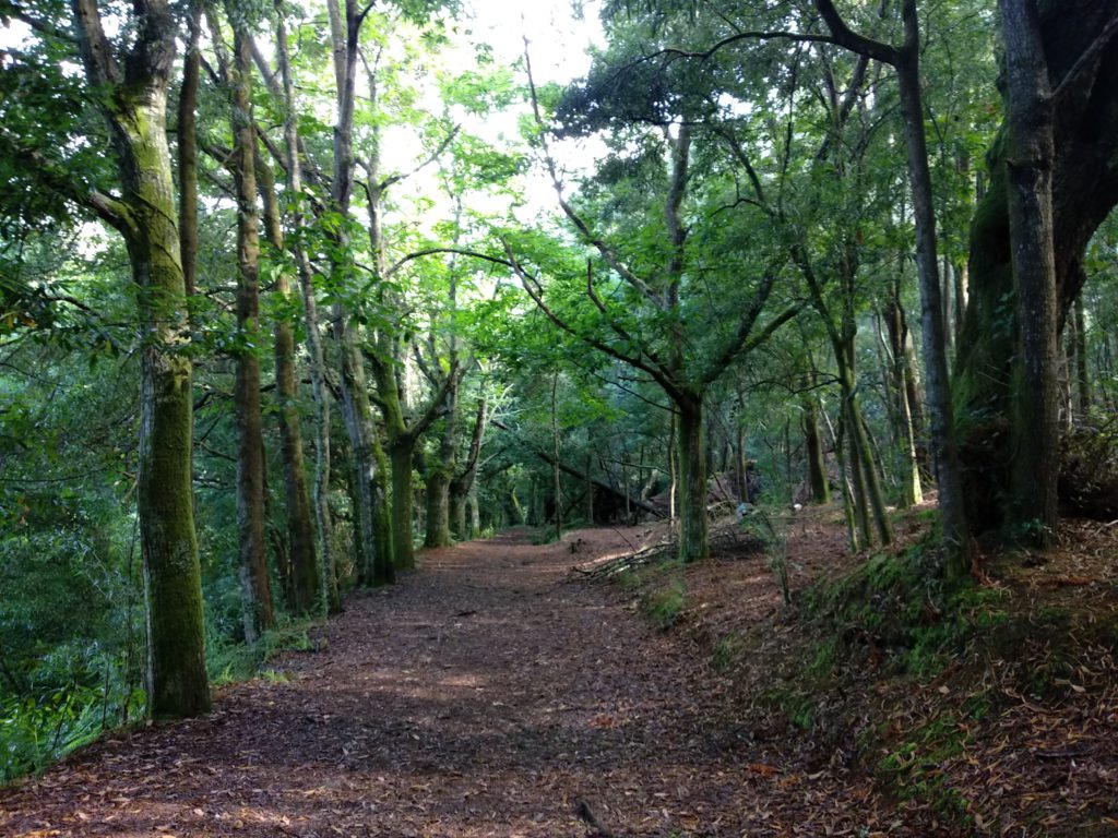 bosque encantado de Aldán