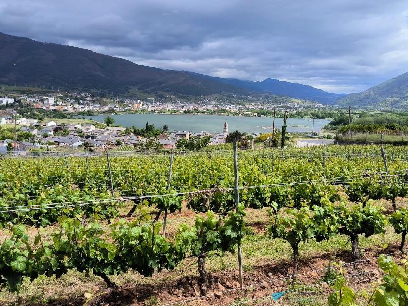 Terriña Adegas y Viñedos