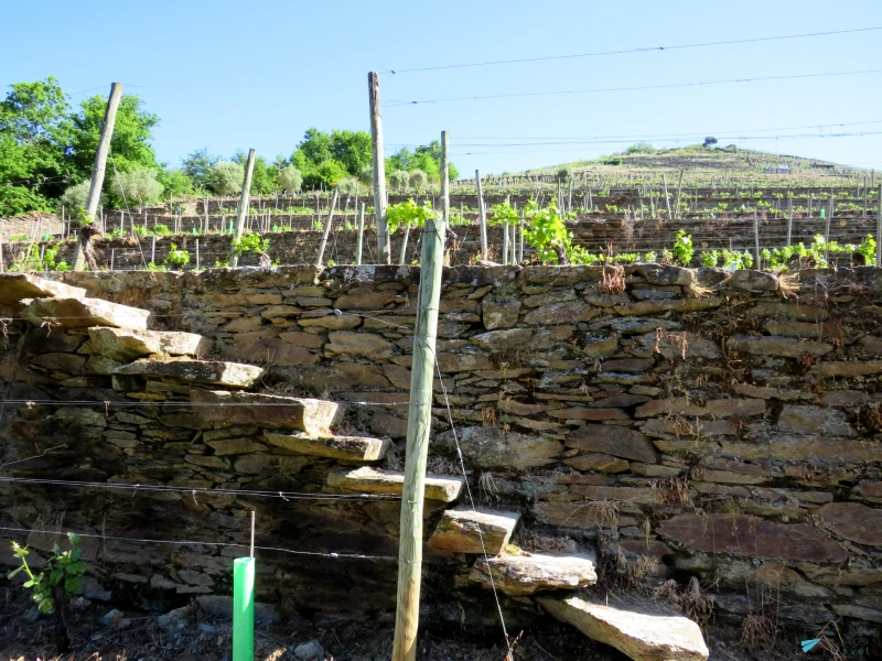 Ruta del vino Ribeira Sacra, descubre la viticultura heroica