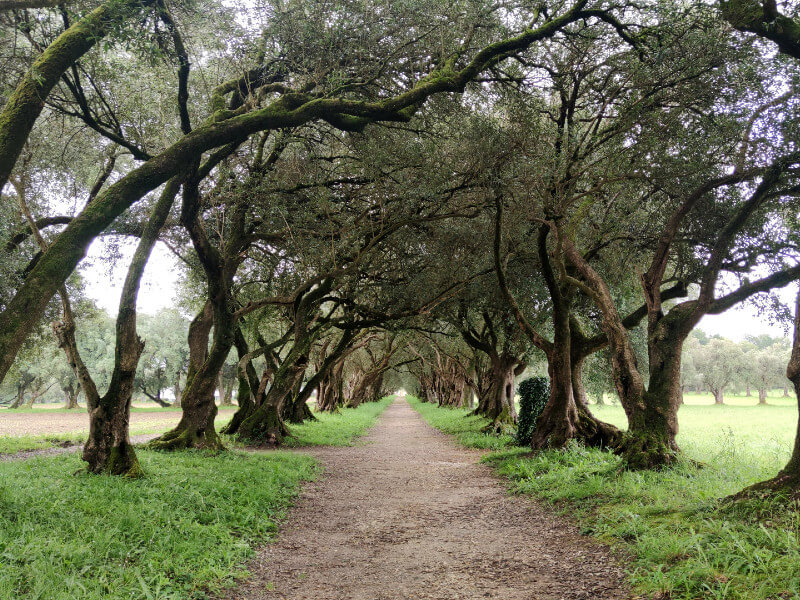 Paseo de los Olivos Pazo de Rivadulla